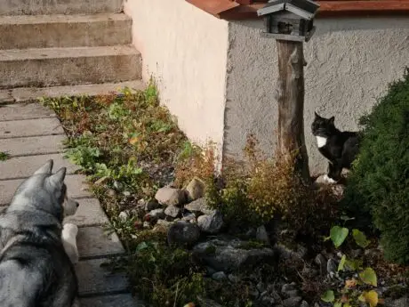 Rocky ja Katten