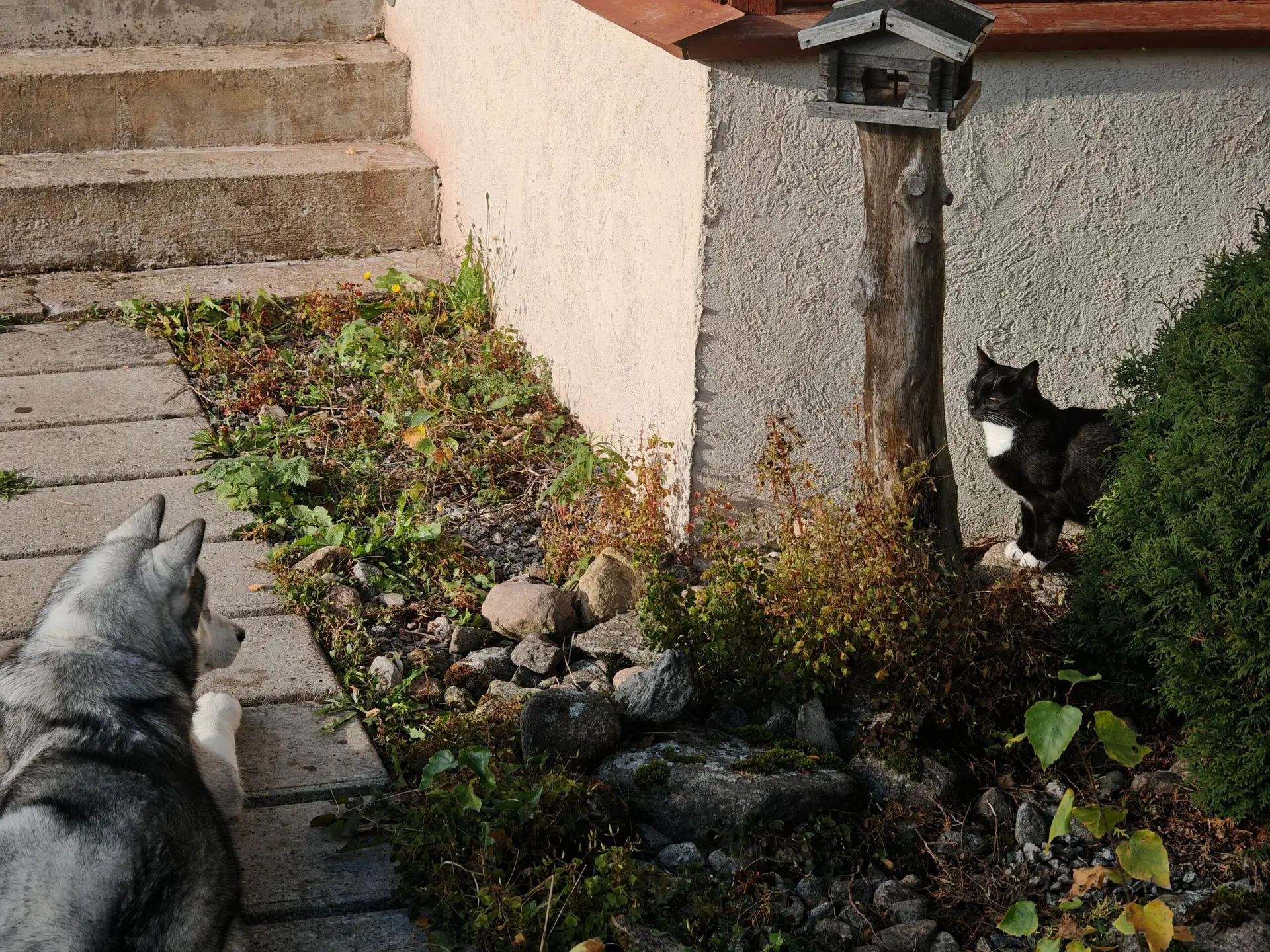 Rocky ja Katten