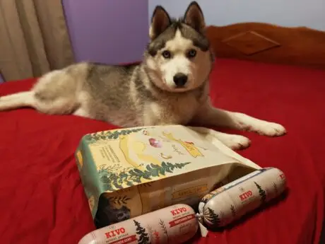 Rocky ja Kivo Petfood
