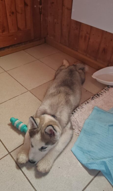 messenger creation 4177a567 1d47 46fc b273 e5beba01df9c